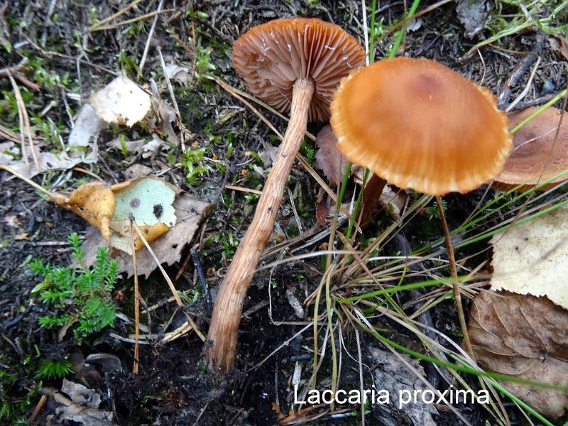 Laccaria proxima-amf1060.jpg - Laccaria proxima ; Syn1: Laccaria laccata v.proxima ; Syn2: Laccaria laccata var.moelleri ; Nom français: Laccaire de Moller